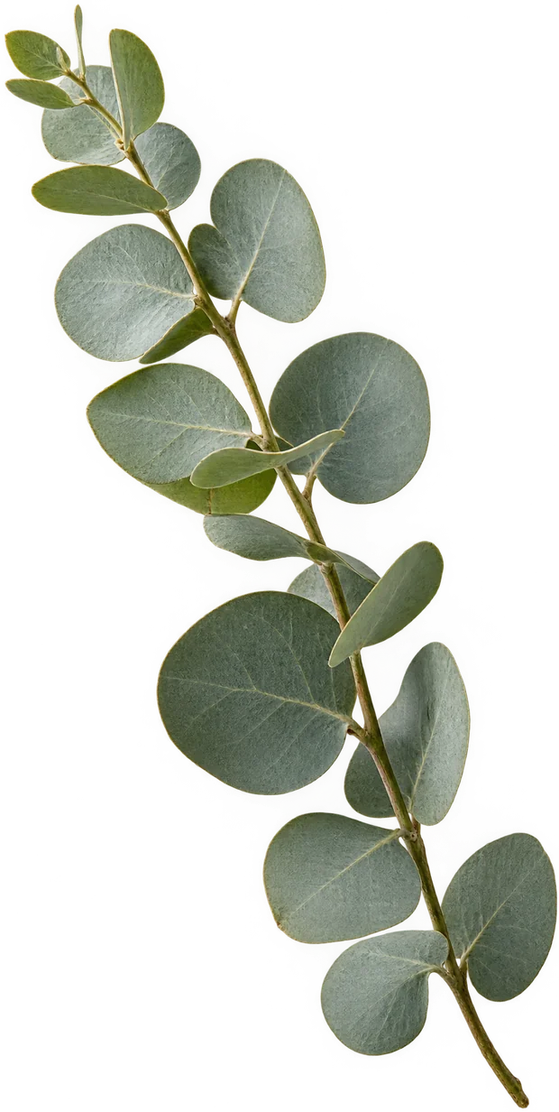 Une branche d'eucalyptus.